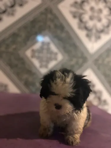 Shih-Tzu puro á venda?