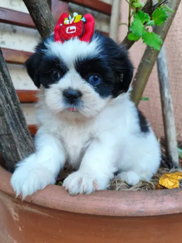 Shih Tzu fêmea