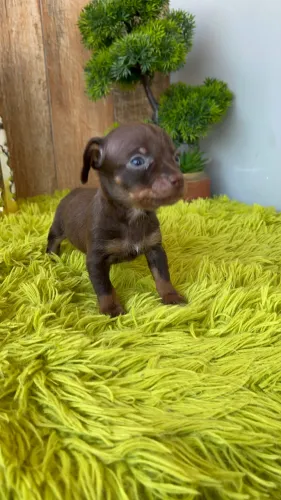 Pinscher chocolate