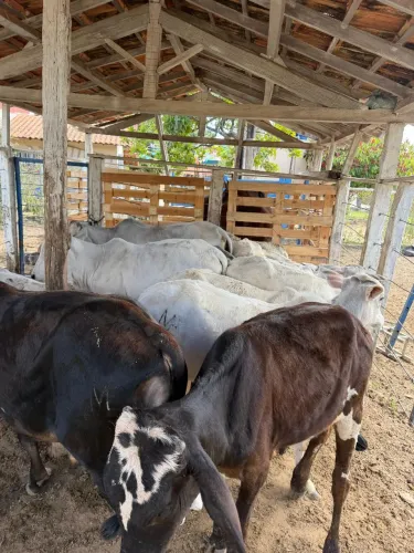 Vendo bezerros Nelore, Novilhotas e Garrotinhos!