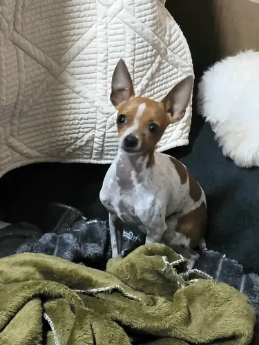 Pinscher O Macho procura Namorada
