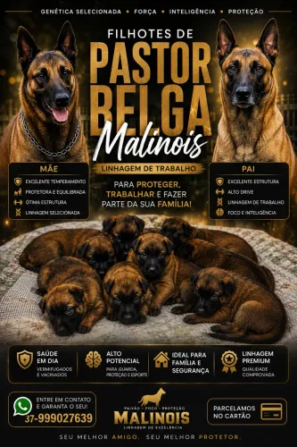 Vendo filhotes de cachorro Pastor belga malinois