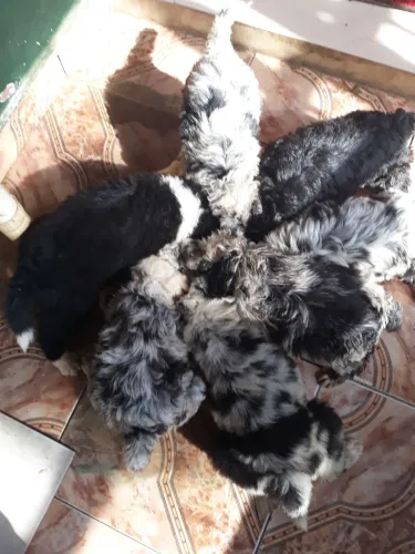 Vendo 5 filhotes Blue Merle, sendo 2 fêmeas e 3 machos. Tbem 1 casalzinho pretinhos.