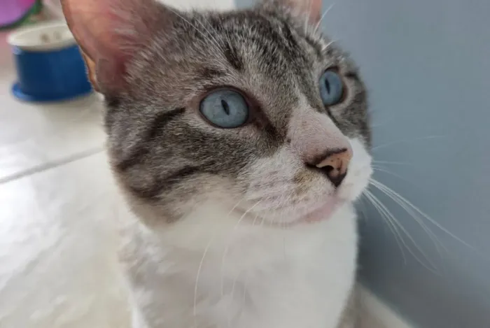 Doação Responsável Gato castrado 