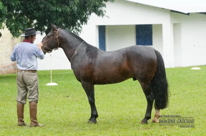 Cavalo Castrado de Patrão 
