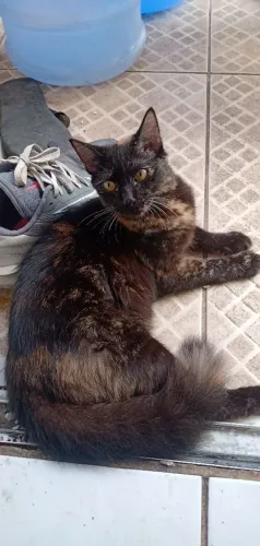 Doação de linda gatinha 4 meses