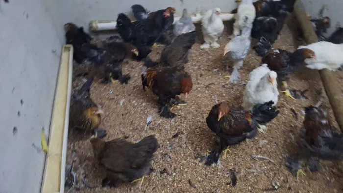 Aves brahmas