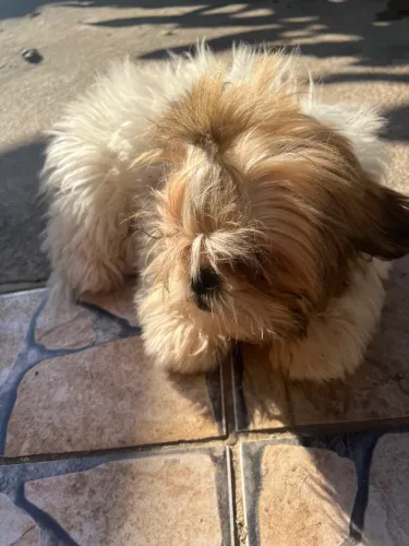 Shih tzu macho