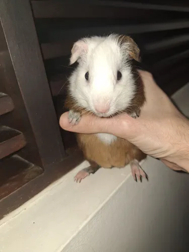 Porquinho-da-índia filhote macho