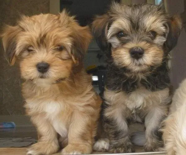 poodle lindos filhotes