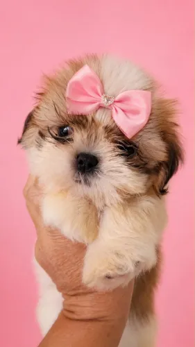 Filhote shih tzu