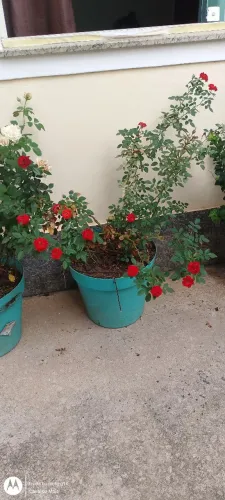 Vendo roseiras e manacá da serra vaso grande