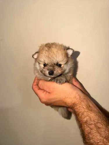 Filhote de Lulu da Pomerania