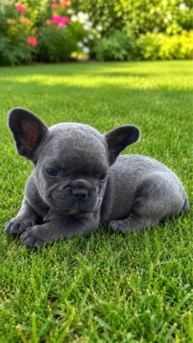 Lindo buldogue francês blue