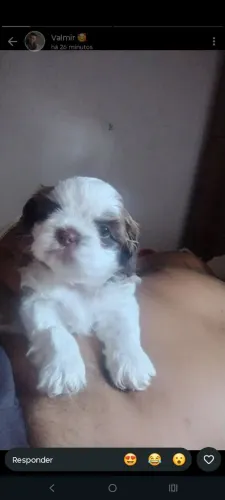 Vênde se lindos filhotes de shitzu