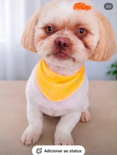 Adoção Shih Tzu