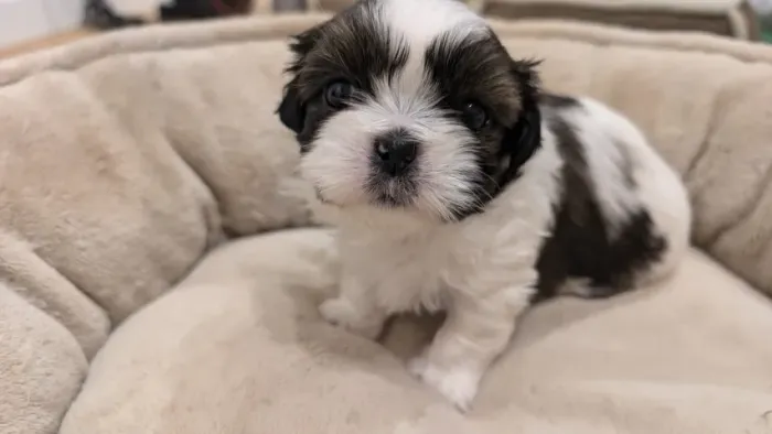 Filhote de cachorro shih tzu/shitzu saudável e temperamento dócil