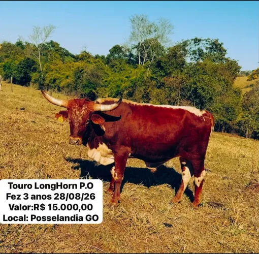 Touro Long horn 3 anos e 1 mês Registrado