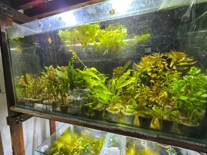 Plantas Naturais para ornamentação de aquários