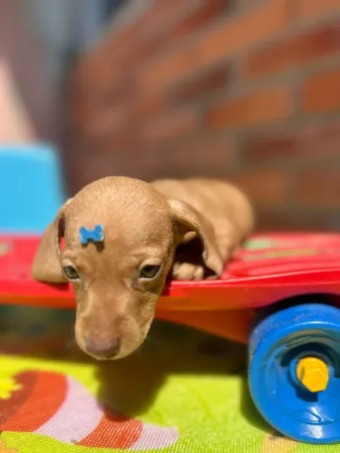 dachshund olhos verdes