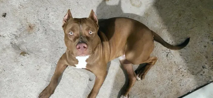 DOAÇÃO RESPONSÁVEL - PITBULL MACHO