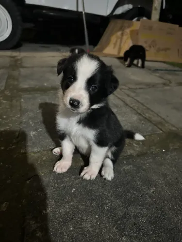 Filhote de Border Collie!