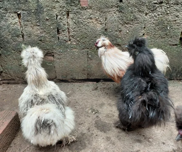 Ovos de sedosa do Japão