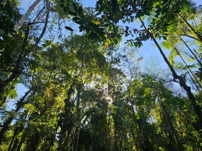 Lote a venda na Serrinha do Alambari