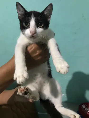 Gatinhos para adoção