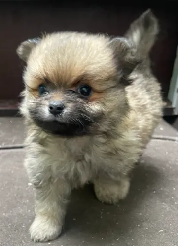 Lulu da Pomerânea
