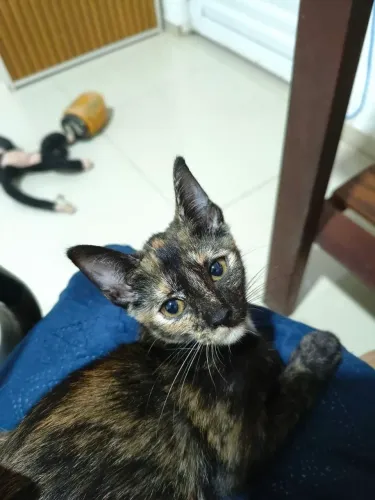 Gatos para adoção/ filhotes/ gatinhos