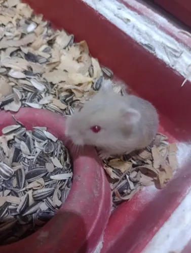 Hamster anão russo