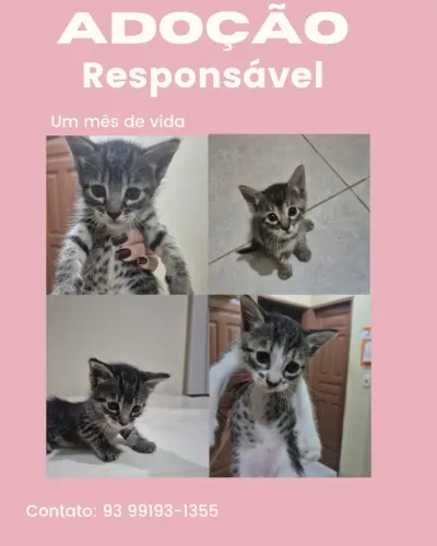 Gatos para doação 