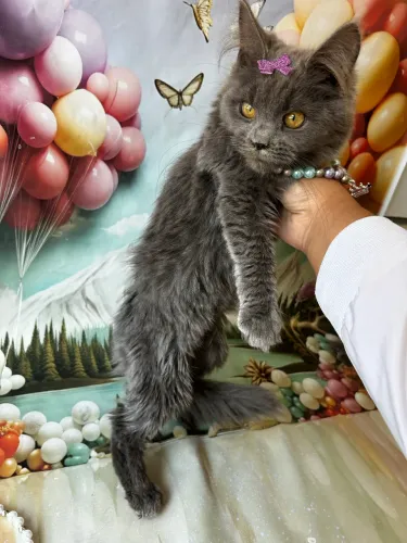 Maine Coon gato gigante fêmea blue