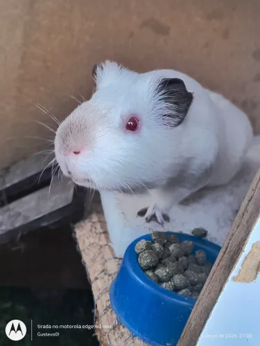 Porquinhos da índia 