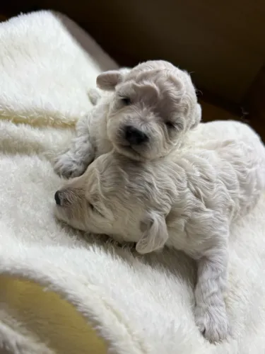 Poodle macho