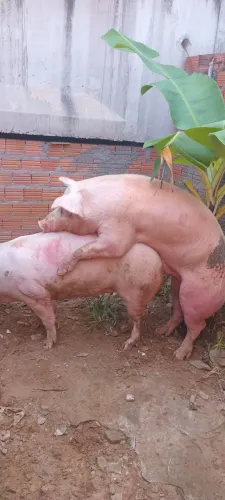 Barrao