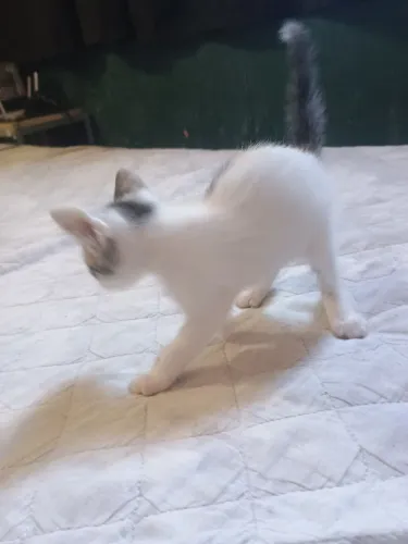 Gatos Adoção