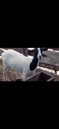 Vendo essa ovelha
