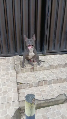 Procura-se cachorro da raça American bully fêmea pra cruzar
