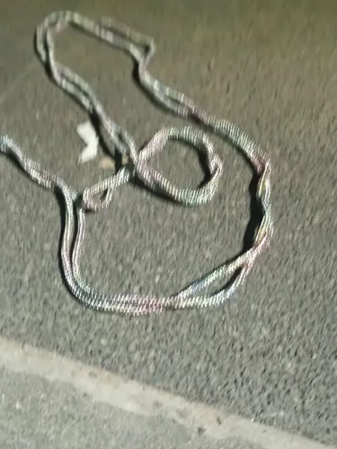 Corda pra capa de celular venda presencial