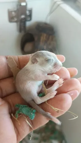 gerbil do amor
