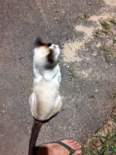 Gato macho castrado
