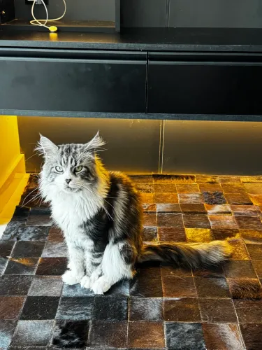 Ninhada de Maine Coon disponível