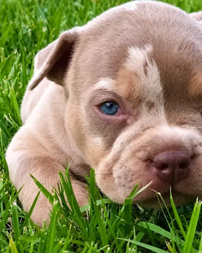 American bully canil registrado 