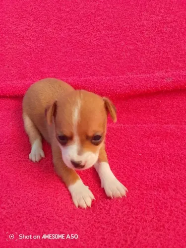 Pinscher fêmea miniatura 
