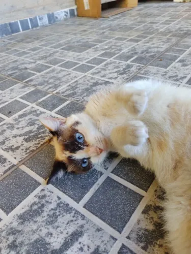 Gata Fêmea Castrada