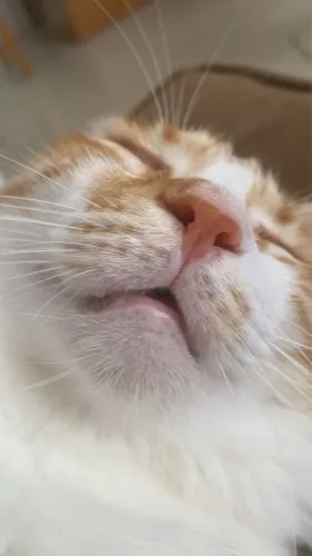 Gato amarelo castrado 
