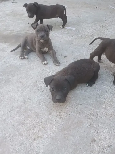 Filhote de pitbul