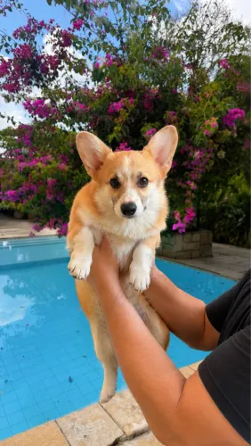 Filhote de Cachorro Corgi Pembroke